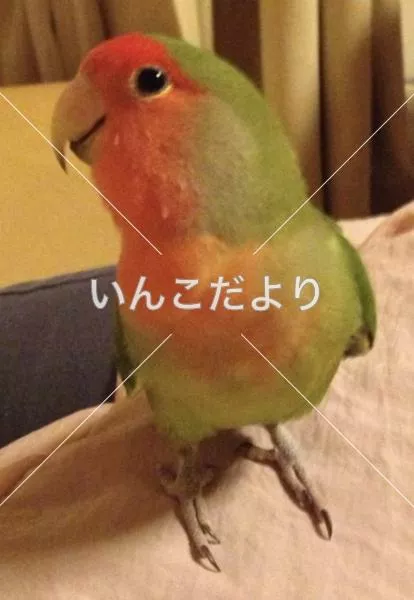 コメントの画像