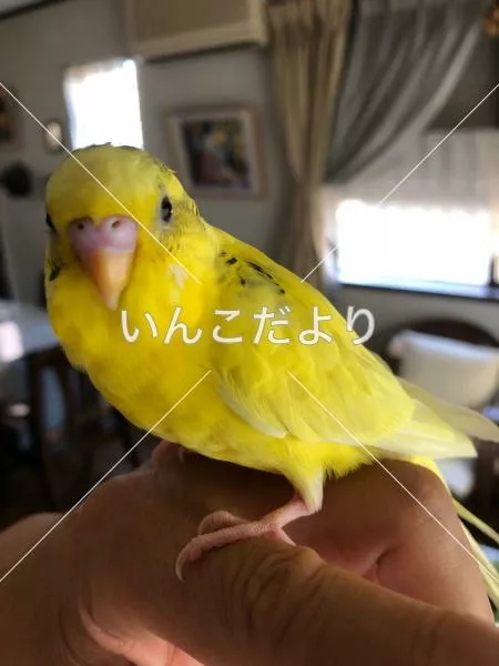 コメントの画像