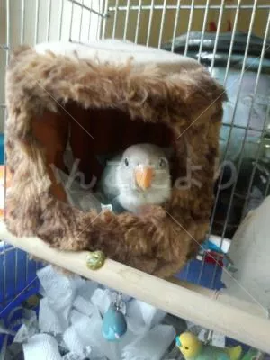 コメントの画像