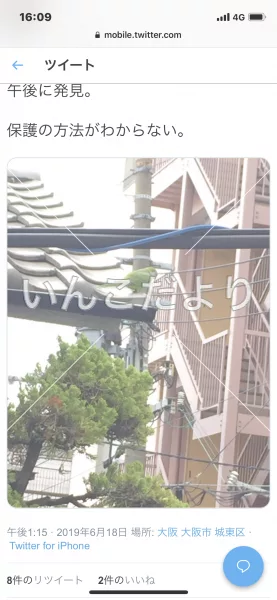 コメントの画像