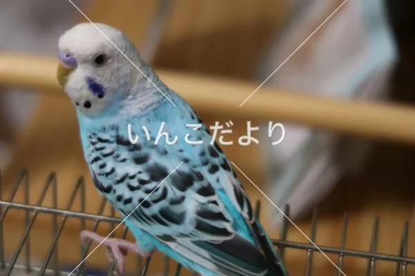 コメントの画像