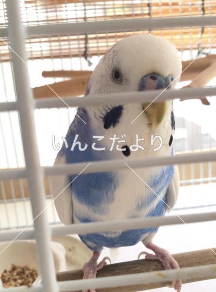 コメントの画像