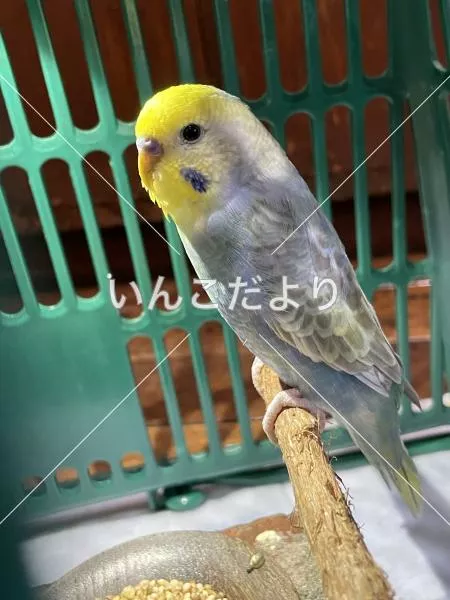 コメントの画像