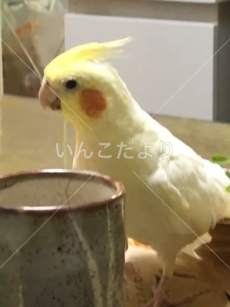 コメントの画像