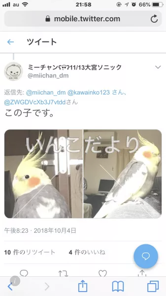 コメントの画像