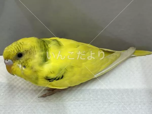 コメントの画像