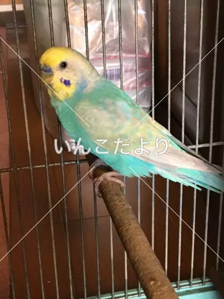 コメントの画像