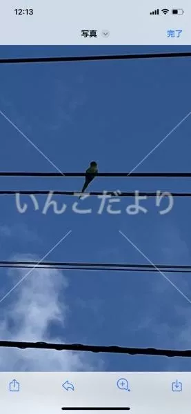 コメントの画像