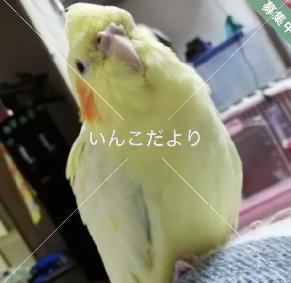 コメントの画像