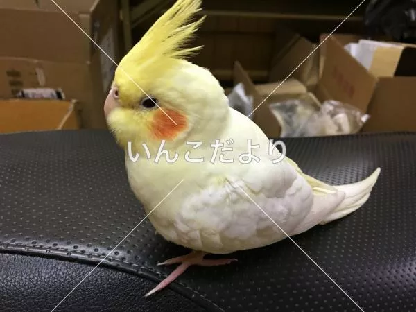 コメントの画像