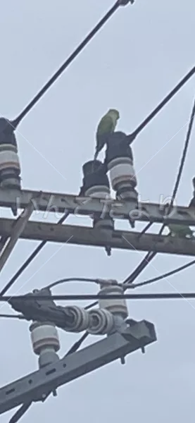 コメントの画像