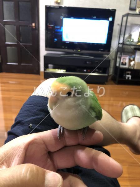 コメントの画像