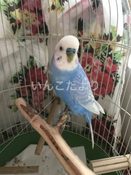 コメントの画像