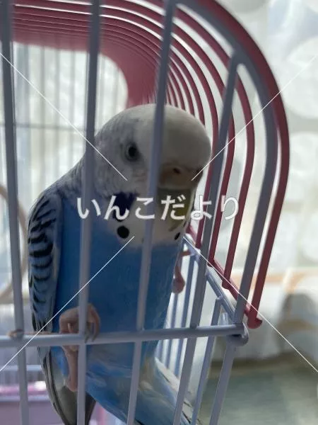 コメントの画像