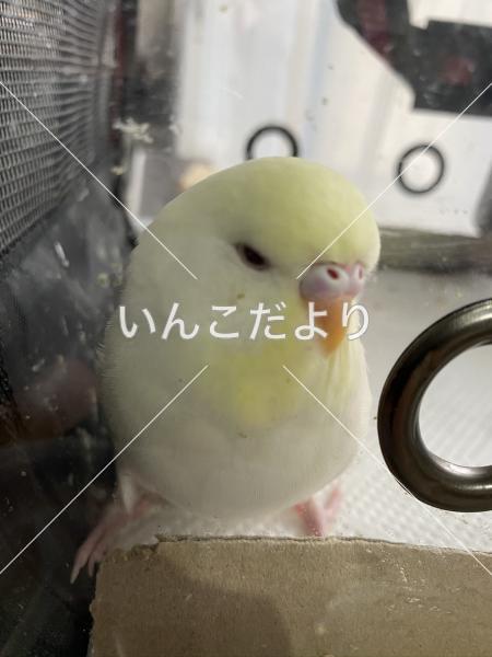 コメントの画像