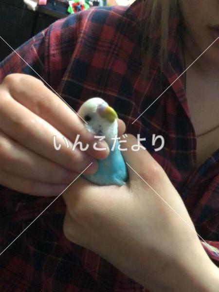 コメントの画像