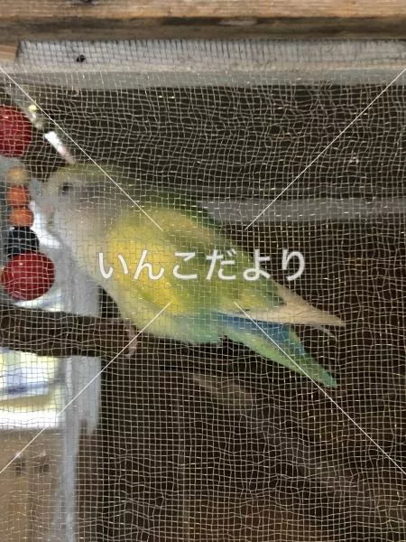 コメントの画像