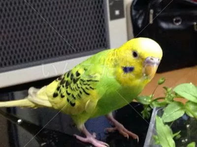 コメントの画像