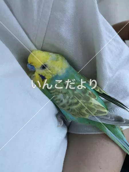 コメントの画像