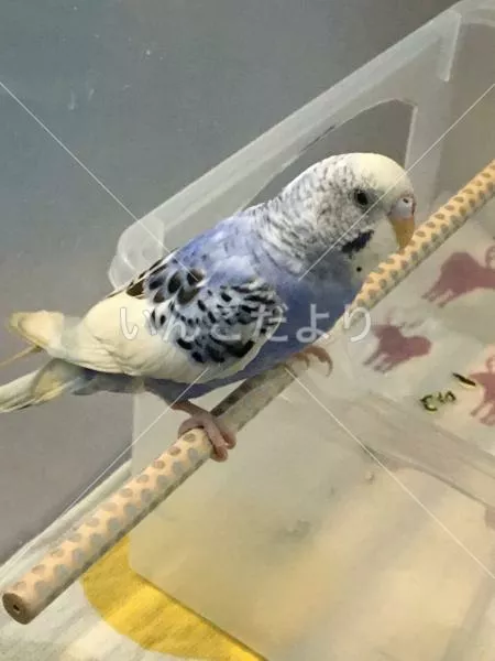 コメントの画像