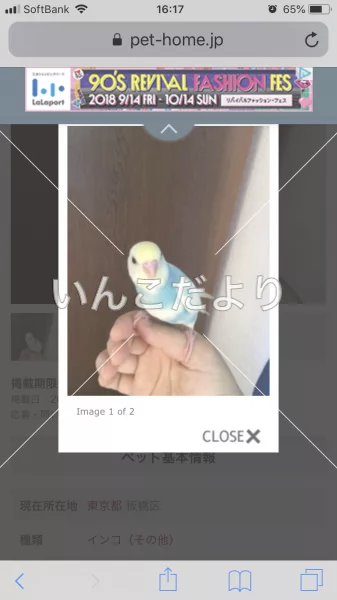 コメントの画像