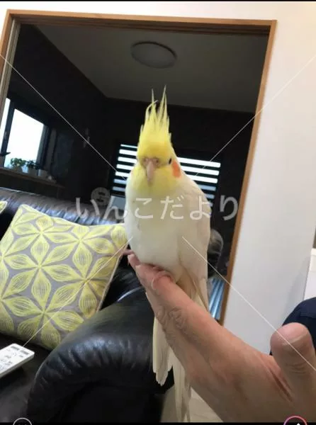 コメントの画像