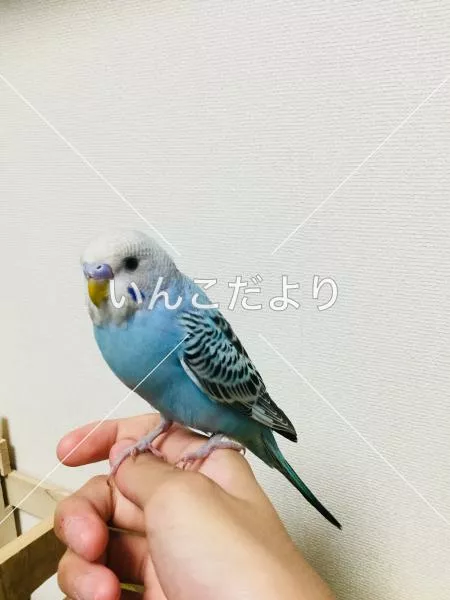 コメントの画像