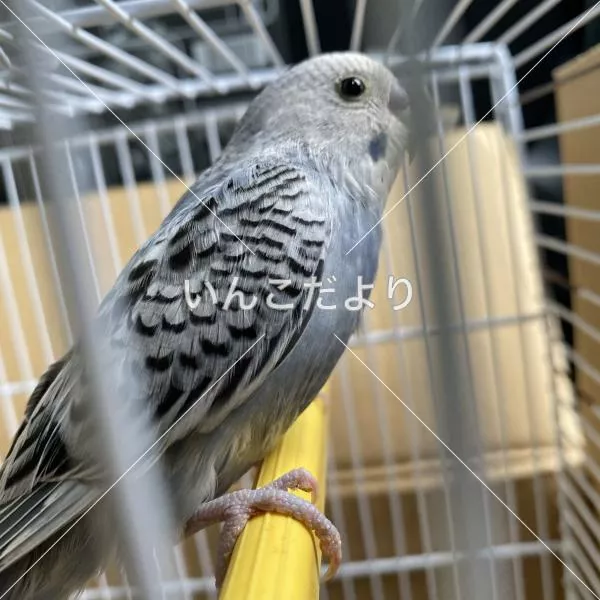 コメントの画像