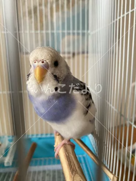 コメントの画像