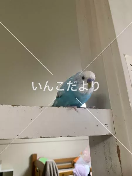 コメントの画像