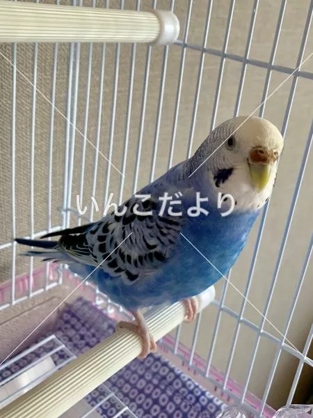 コメントの画像