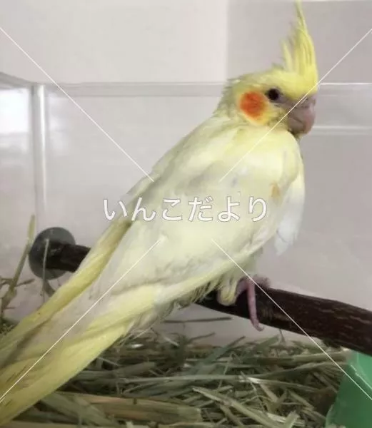 コメントの画像