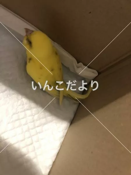 コメントの画像