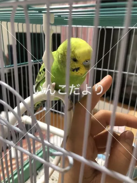 コメントの画像