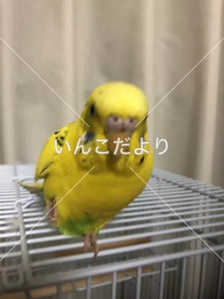 コメントの画像