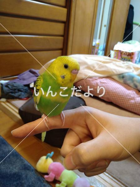 コメントの画像