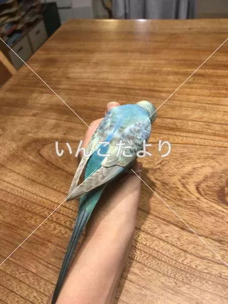 コメントの画像