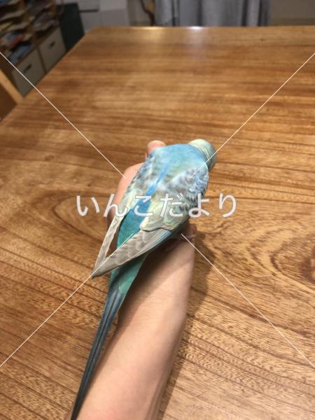 コメントの画像