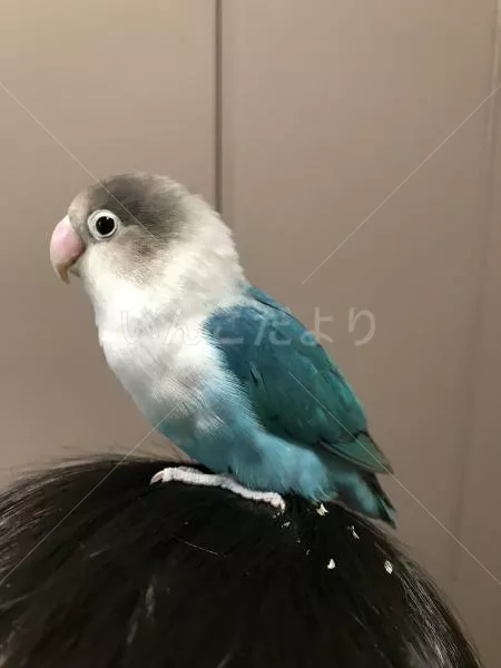 コメントの画像