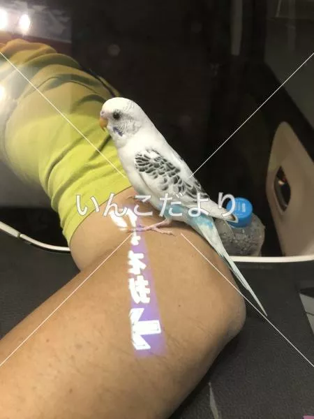 コメントの画像