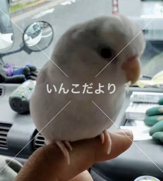 コメントの画像