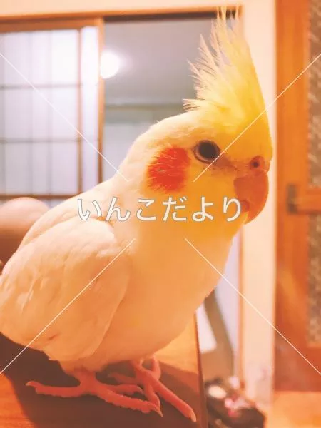 コメントの画像