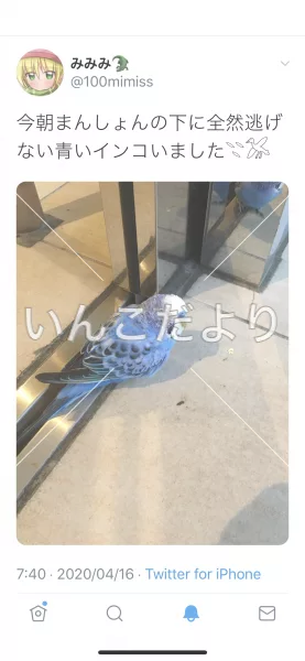 コメントの画像