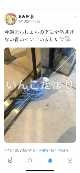 コメントの画像