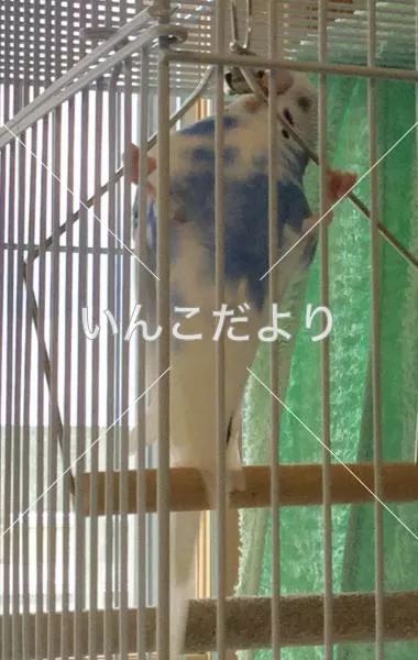 コメントの画像