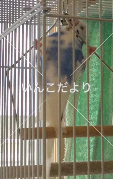 コメントの画像
