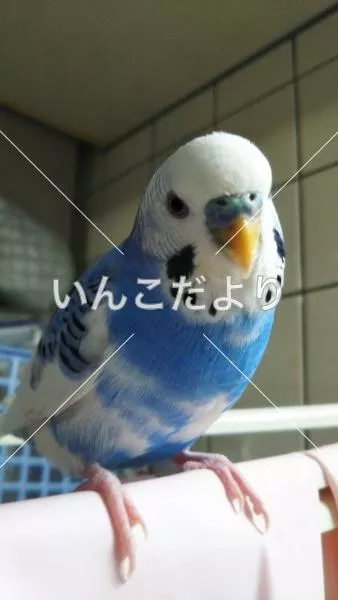 コメントの画像