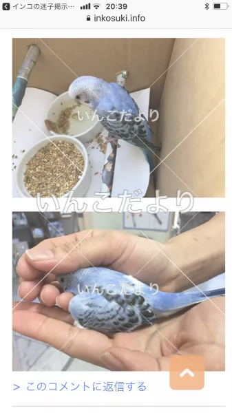 コメントの画像