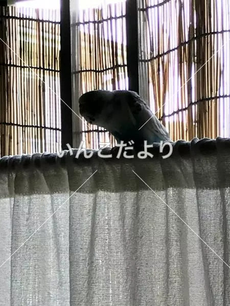 コメントの画像