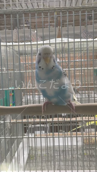 コメントの画像